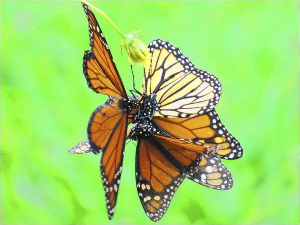 Sights_Rhodes_Butterflies Valley_5 butterfly